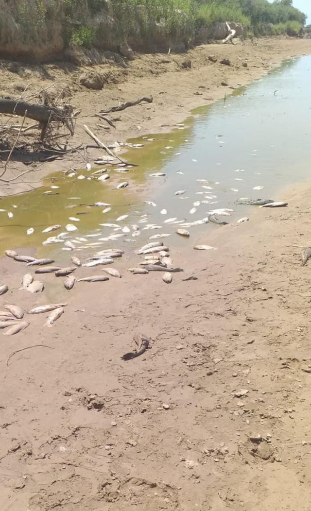 La sequía en el Chaco amenaza la fauna ictícola del río Pilcomayo
