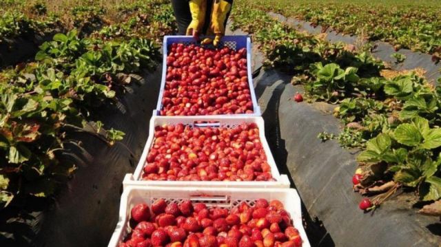 El reto de alimentar a 8.000 millones: De regenerar tierras a comer insectos