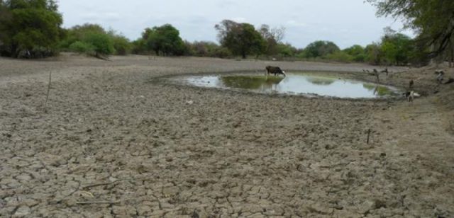 Por la sequía, ganaderos de Yacuiba piden asistencia de cisternas