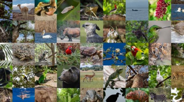 Cinco puntos clave para América Latina en la cumbre sobre vida silvestre
