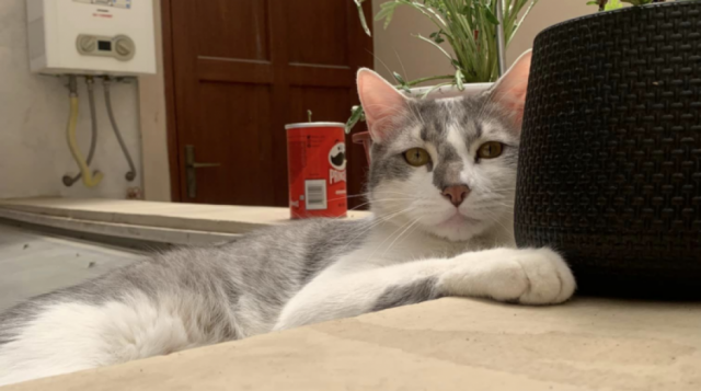 BoA reconoce que hizo perder a la mascota de una pasajera