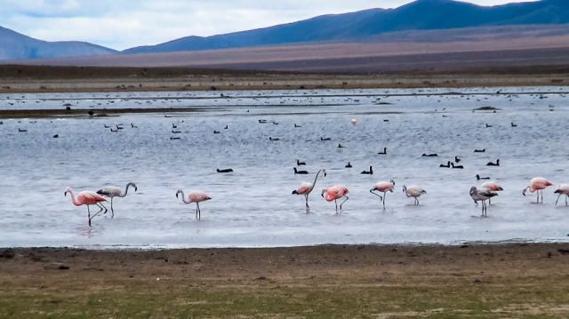 Sama y su importancia para la vida en el valle central de Tarija 