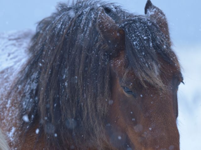 Bajo la nieve de Yururi