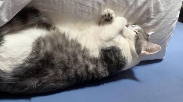 La ATT advierte con multa de Bs. 72mil por la pérdida del gato Tito en el aeropuerto de Tarija
