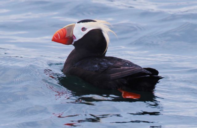 Un frailecillo copetudo de Yururi