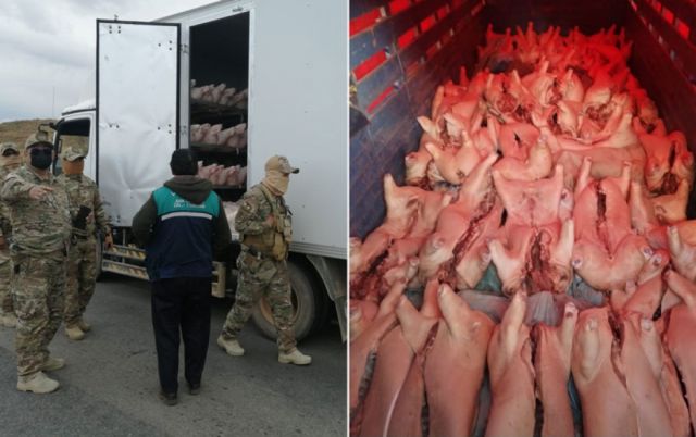 Contrabando: Detectan carne de cerdo que era ingresada ilegalmente desde Perú