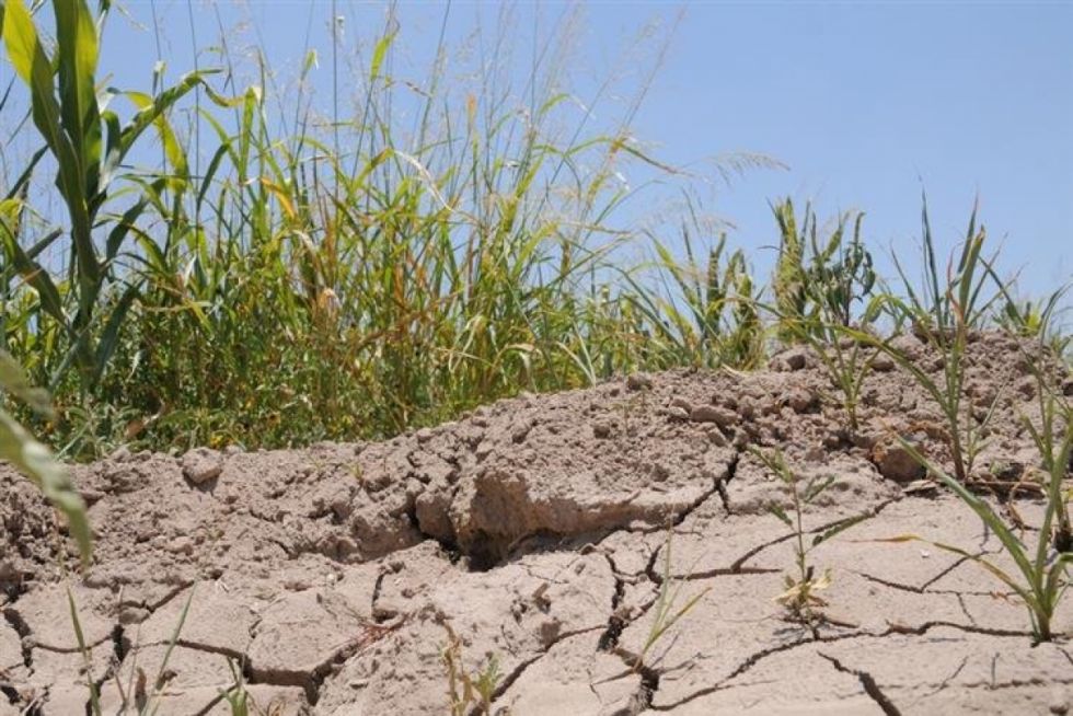Uruguay: Sequía amenaza producción lechera Uruguay: Sequía amenaza producción lechera