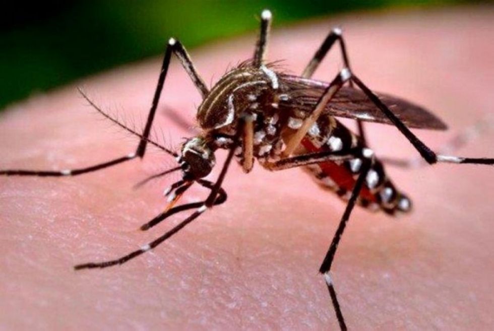 Bolivia reporta 1.010 casos de dengue