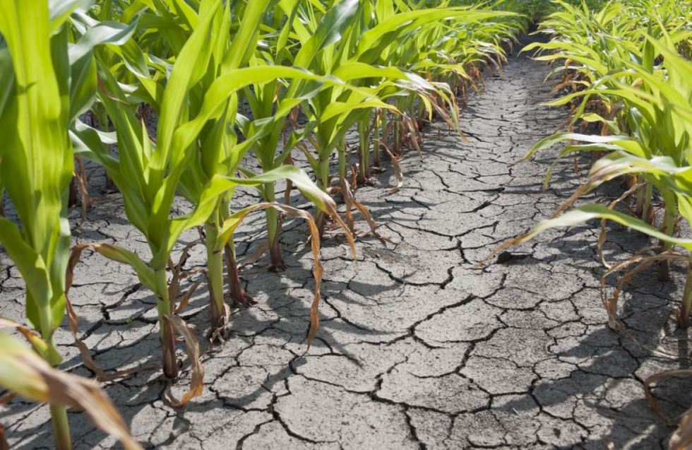 Sugieren inventariar las fuentes de agua para afrontar la sequía