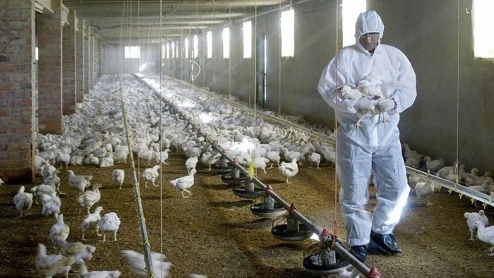 Gripe aviar: Avícolas de Tarija ejecutan plan de contingencia 