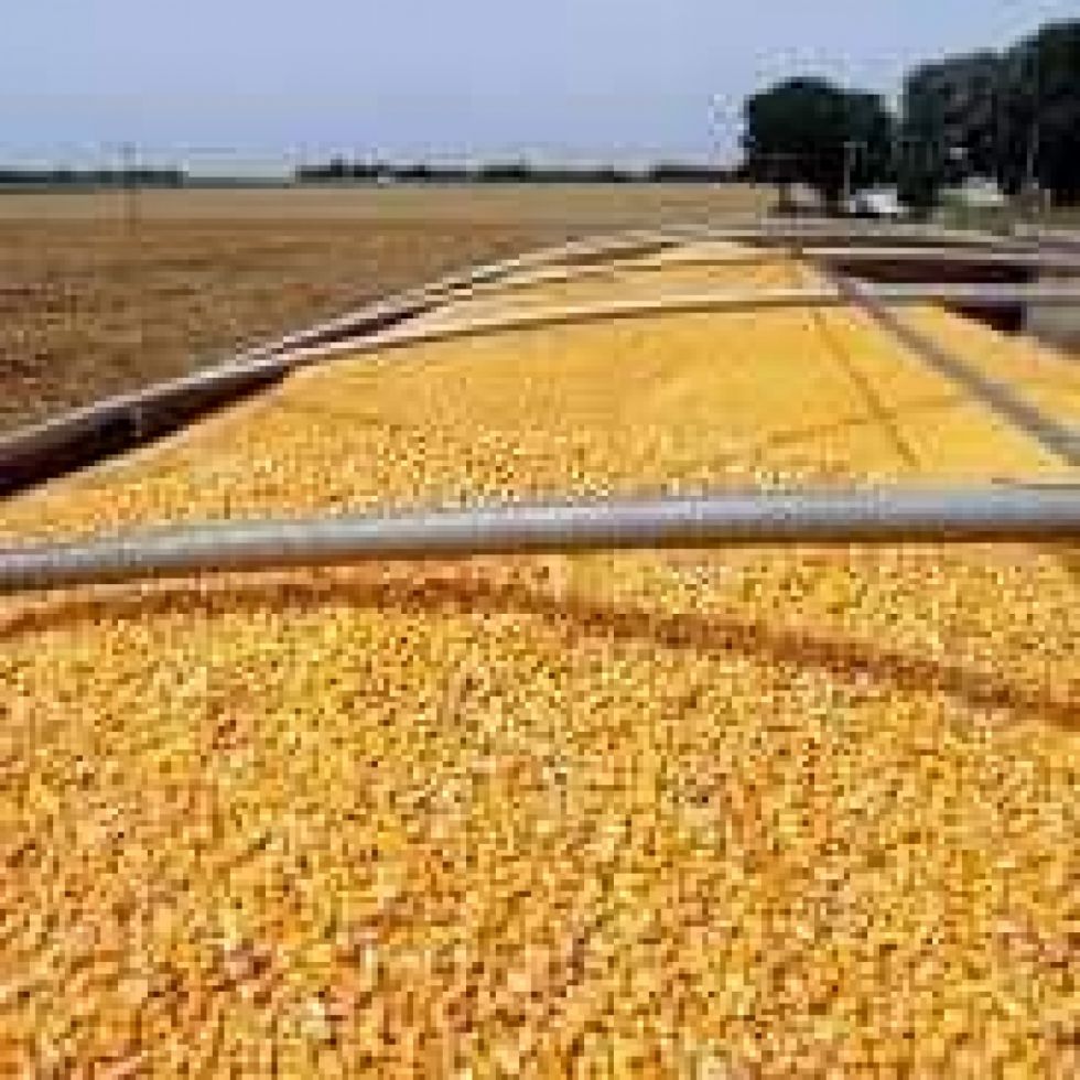 Gobierno fija nuevos precios base de acopio de trigo, arroz y maíz para incentivar la producción de granos en 2023