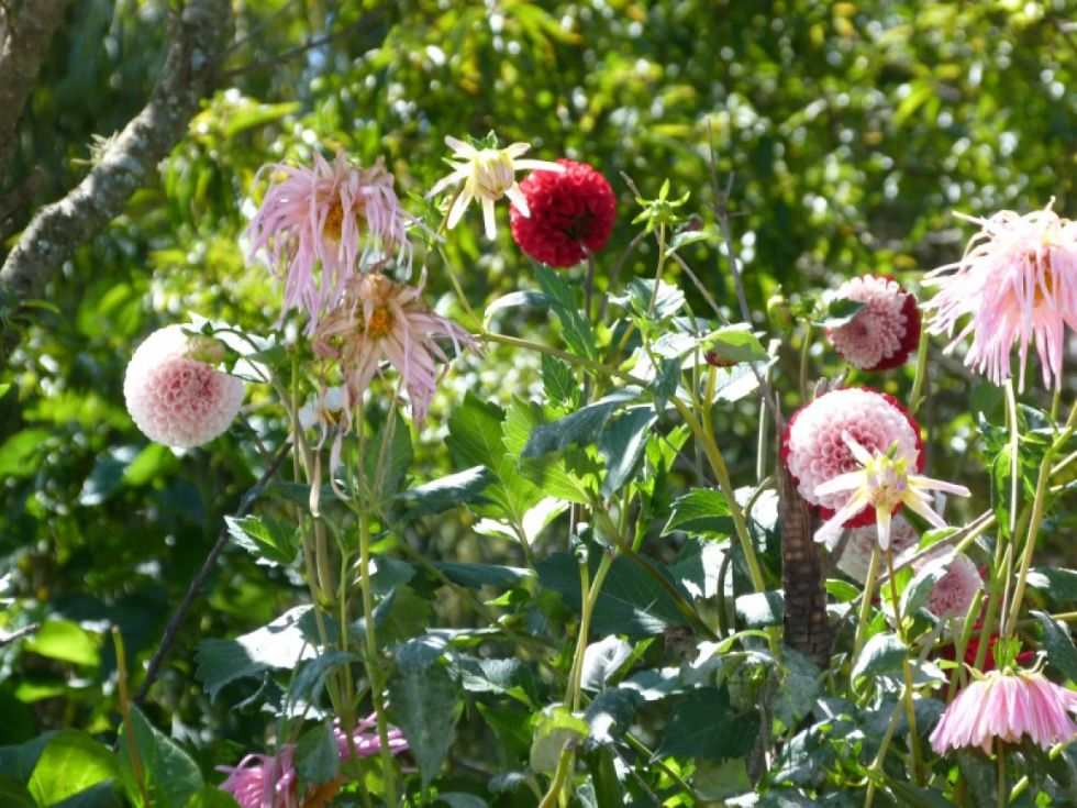 Más flores