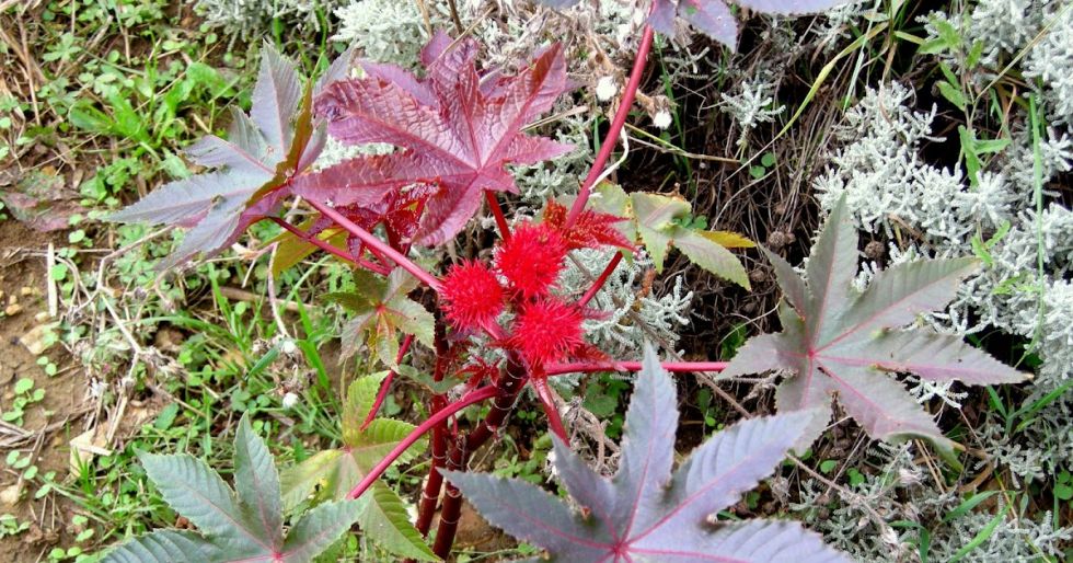 Macororó, la planta que Villa Montes busca para producir biocombustible 