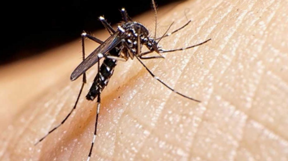 Salud alerta sobre peligrosa combinación de epidemias: Covid-19, chikungunya, zika y dengue