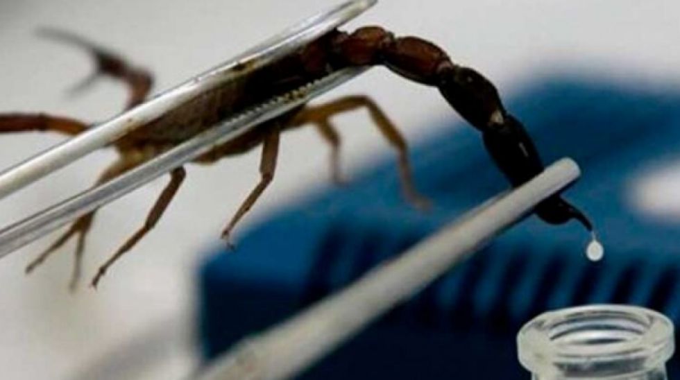Inlasa tendrá el antídoto para alacranes en abril
