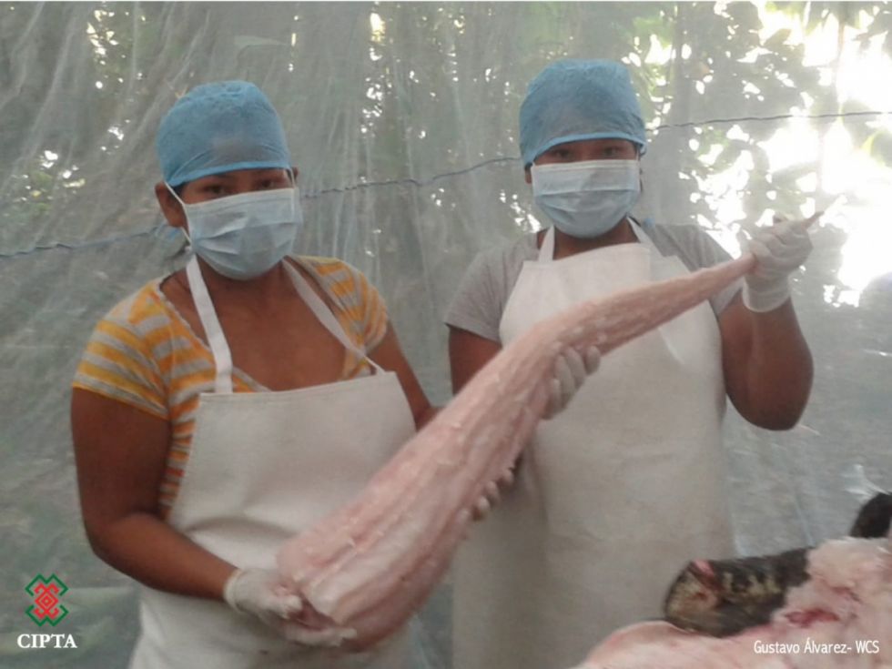 Comunidades indígenas vendieron carne y cuero de lagarto por más de Bs 5,7 millones
