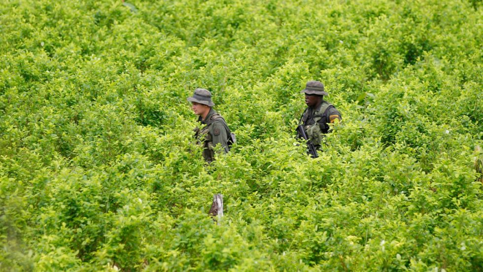 ONU: La producción mundial de cocaína alcanza niveles récord ONU: La producción mundial de cocaína alcanza niveles récord