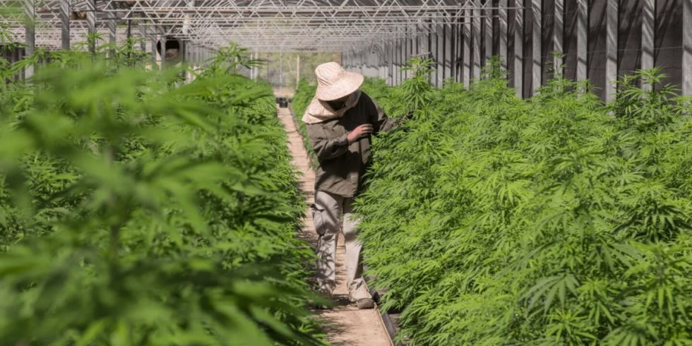 Cannabis en América Latina, una industria millonaria y con estigma