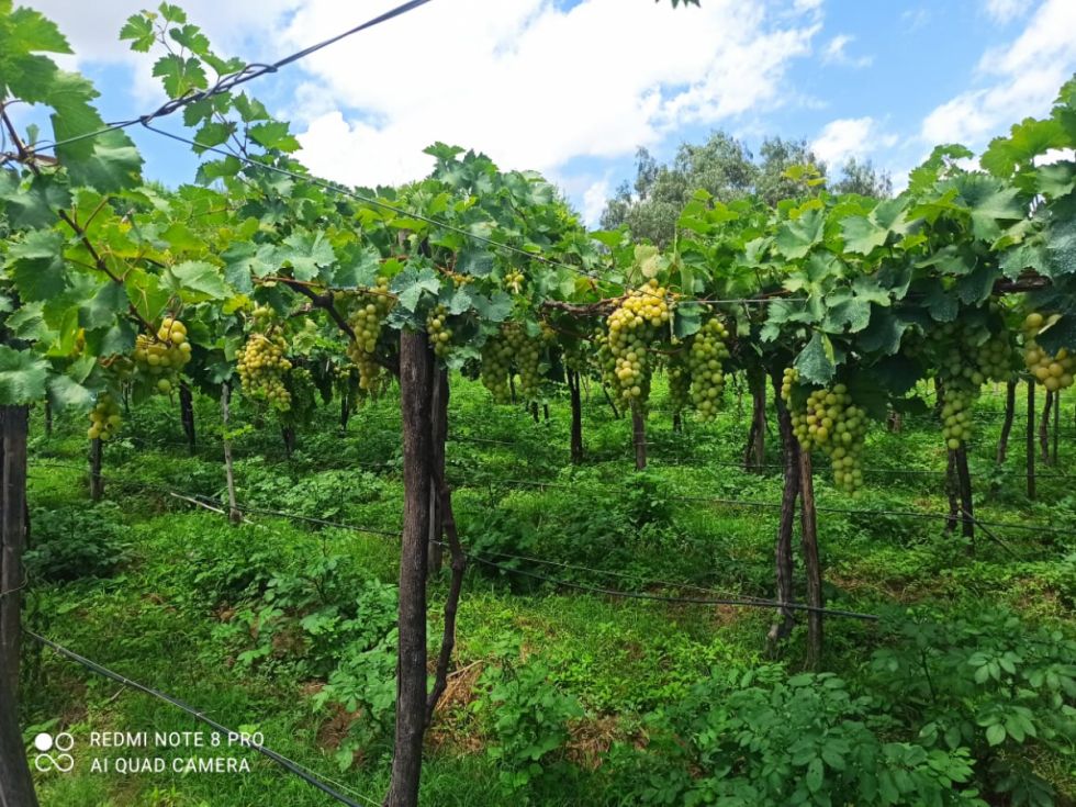 Tarija produce el 85% de la uva del país con 59,2 millones de kilos al año