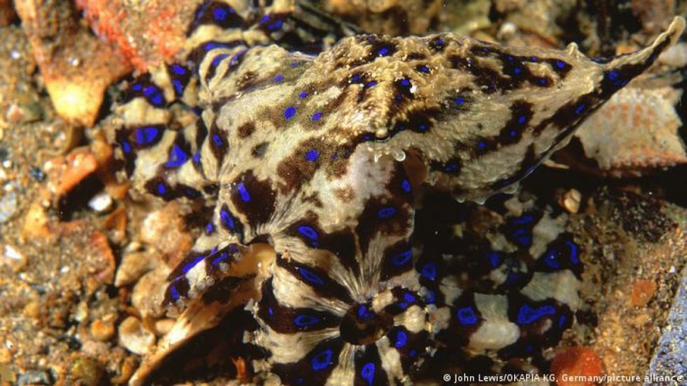 Una mujer sobrevive a la mordedura de un pulpo de anillos azules, una de las criaturas más venenosas del planeta