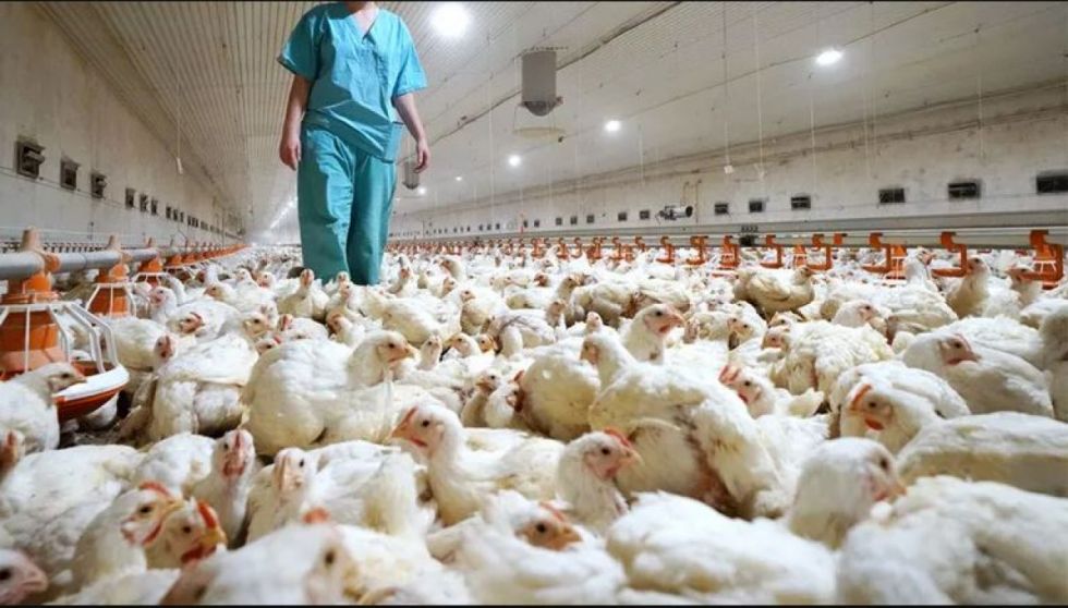 OMS: China registra la primera muerte humana por gripe aviar H3N8