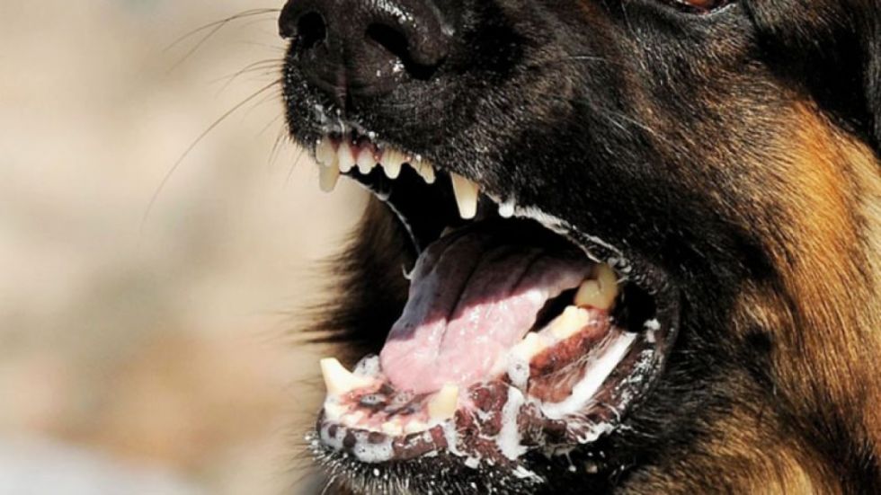 Detectan un caso de rabia canina en el barrio Panamericano de Tarija