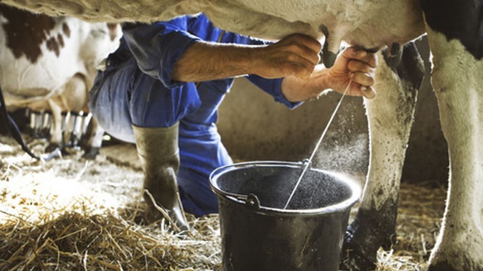 Méndez, la tierra donde mana la leche