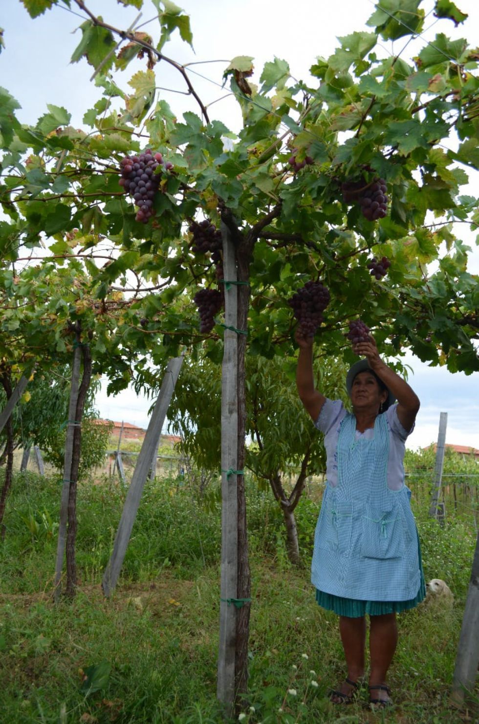 Ecofuturo Tarija activa más de 7.400  créditos para pymes