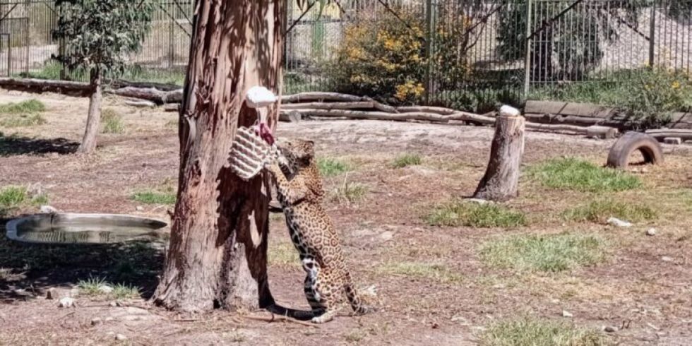 Exponen jaguares rescatados en el bioparque “Vesty Pakos”