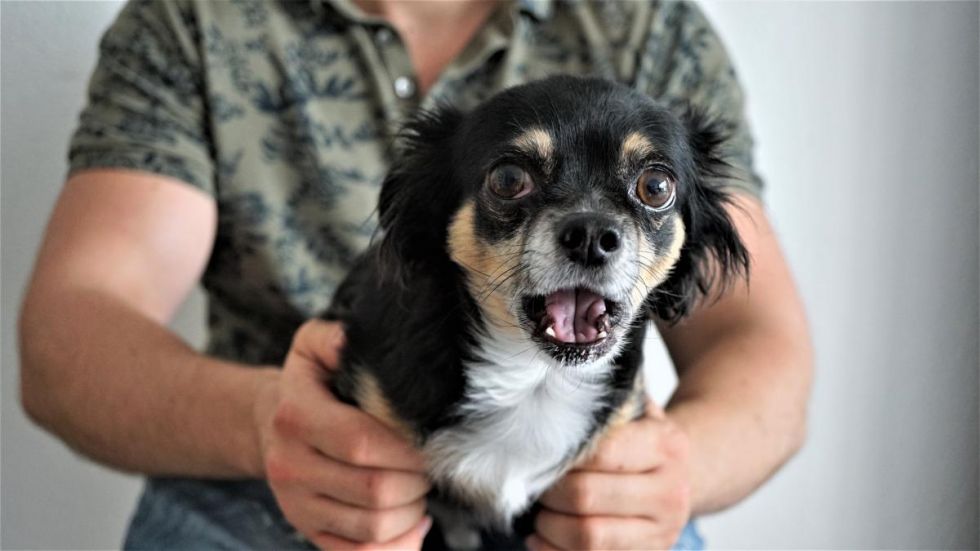Cómo ayudar a los niños a  superar su fobia a los animales