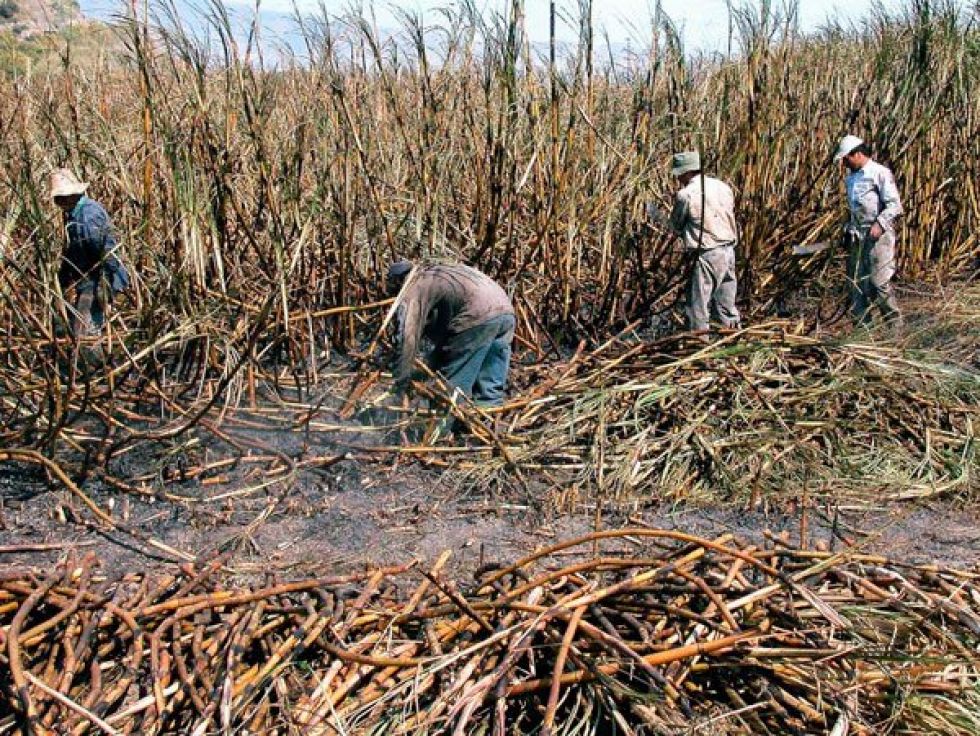 Cañeros siguen migrando a otros cultivos agrícolas