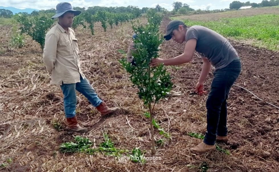 Villa Montes: Productores citrícolas de Lagunitas reciben asistencia técnica 