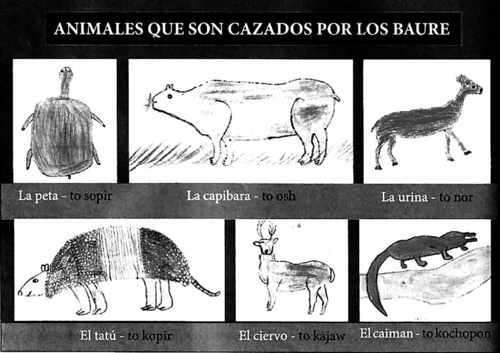 Animales Baure