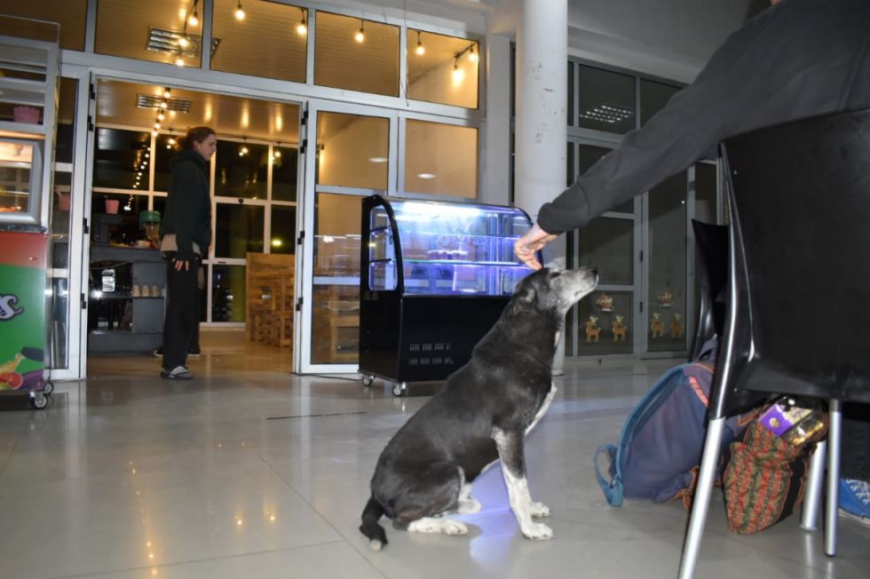 Los perros son muy queridos por los turistas que llegan a la Terminal