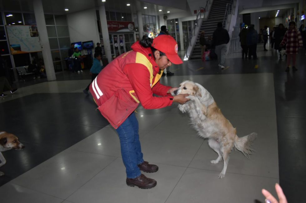 La Terminal de Tarija es un hogar  amoroso para perros abandonados