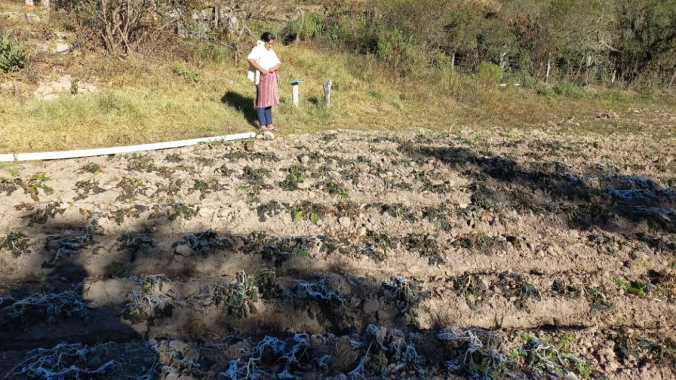Entre Ríos: Heladas afectaron a 40 comunidades 