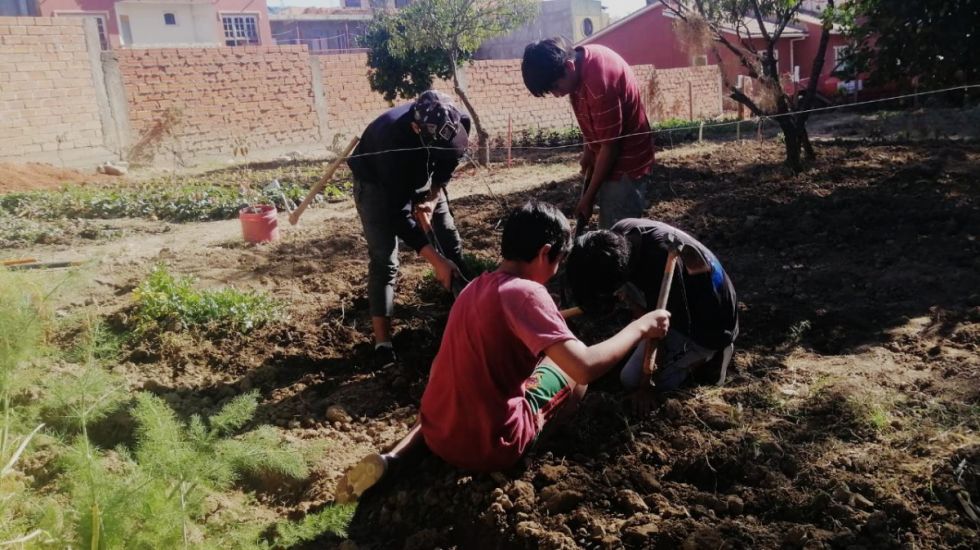 Niños de hogares de acogida en Tarija siembran y cosechan sus propias verduras