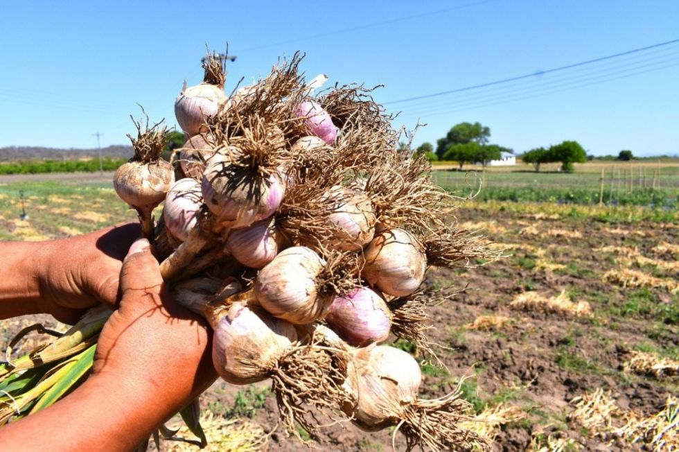 Arrancará la ejecución de la planta procesadora de ajo en El Puente, Tarija