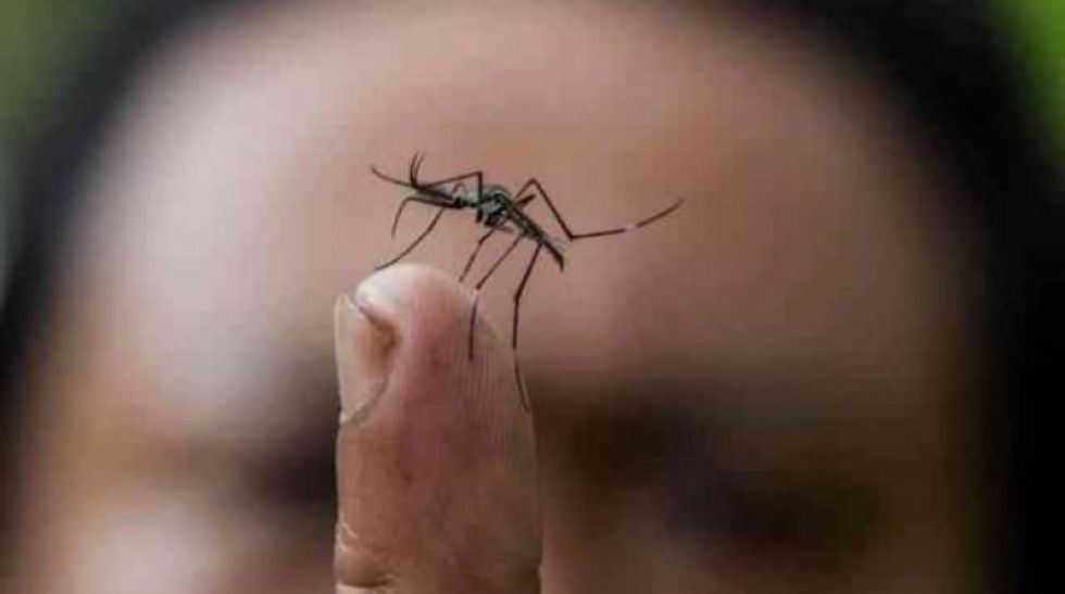 Alerta en Paraguay por la chikungunya