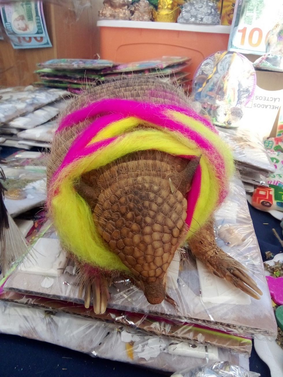 Quirquincho.