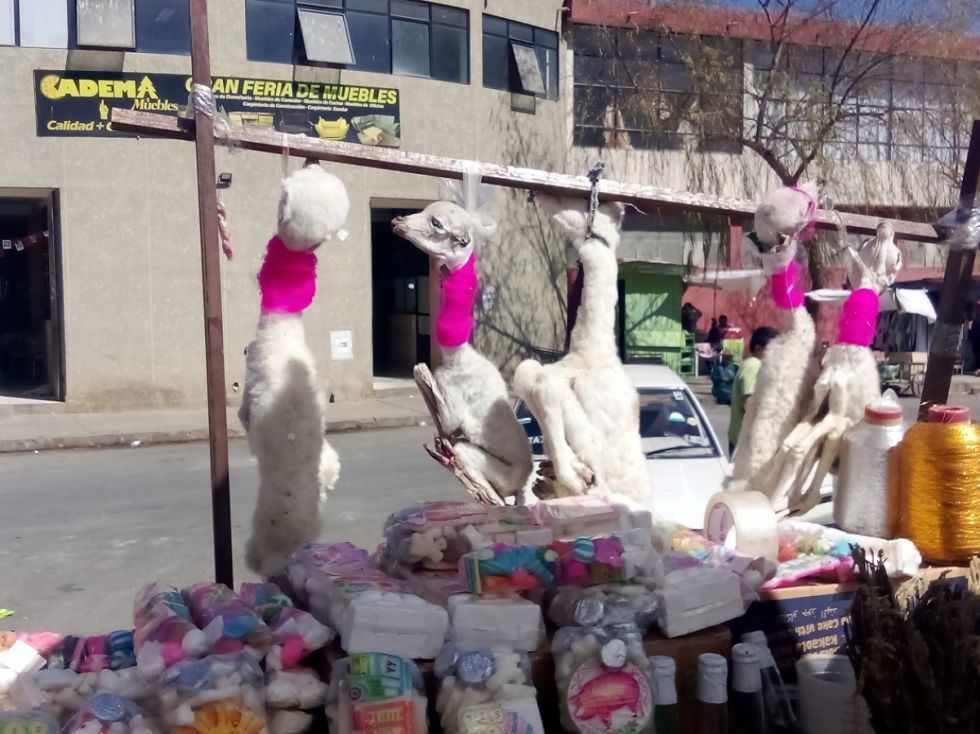 Llamas.