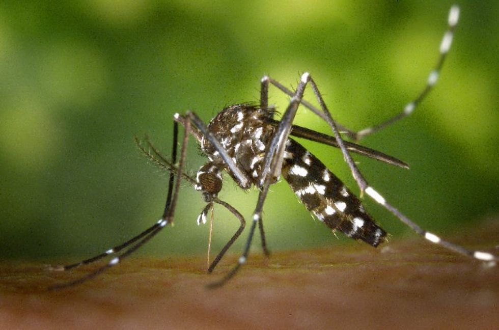 Más de 3,7 millones de casos de dengue en el mundo