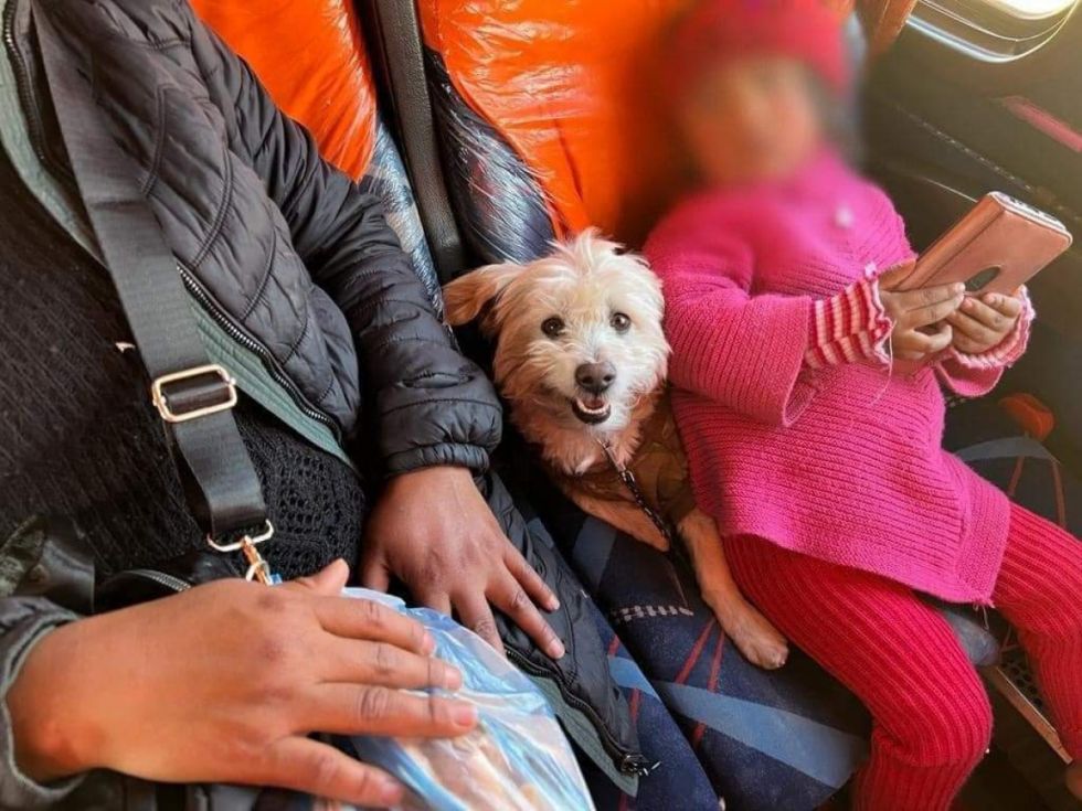 Entra en vigencia reglamento para transportar mascotas y animales de compañía por vía terrestre