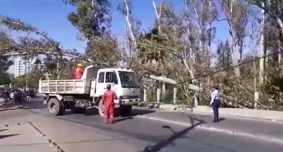 Caída de eucalipto de 80 años paraliza avenida Víctor Paz en Tarija