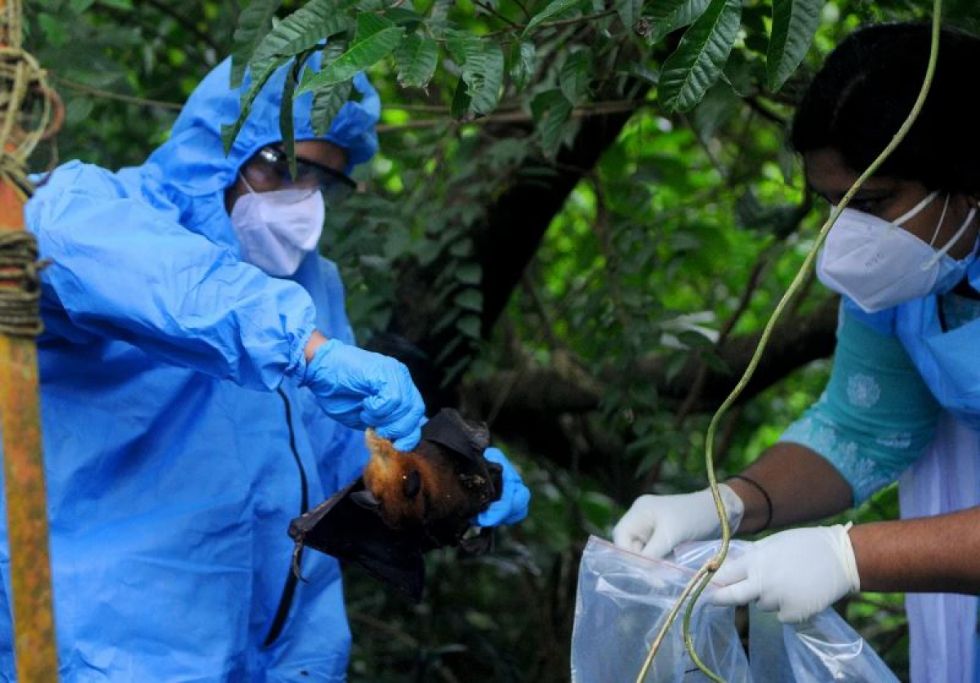El virus Nipah eclosiona de nuevo y hace saltar las alarmas de la OMS El virus Nipah eclosiona de nuevo y hace saltar las alarmas de la OMS