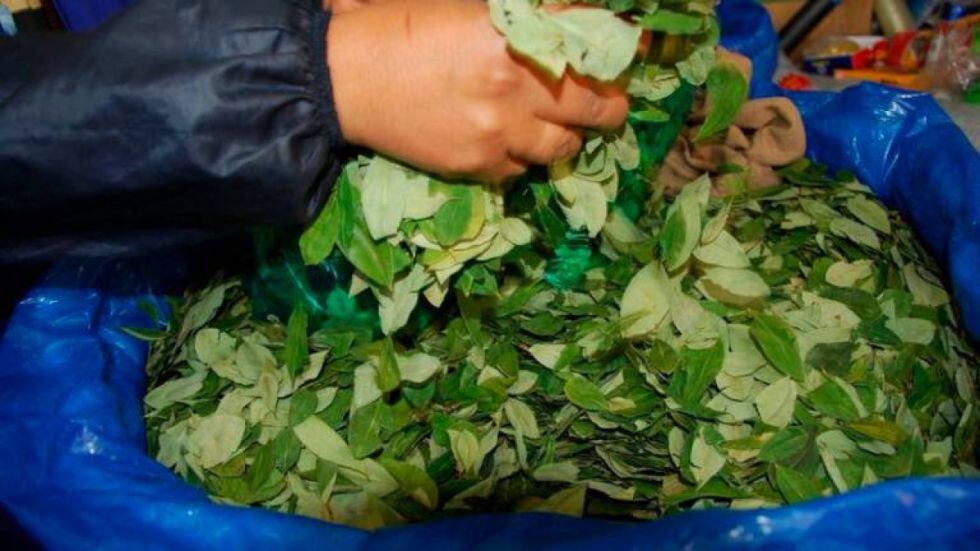 Decomisan 533 libras de coca ilegal en Tarija 