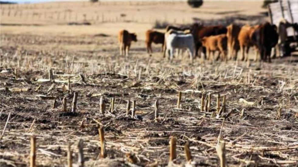 Campesinos piden declarar emergencia por la sequía