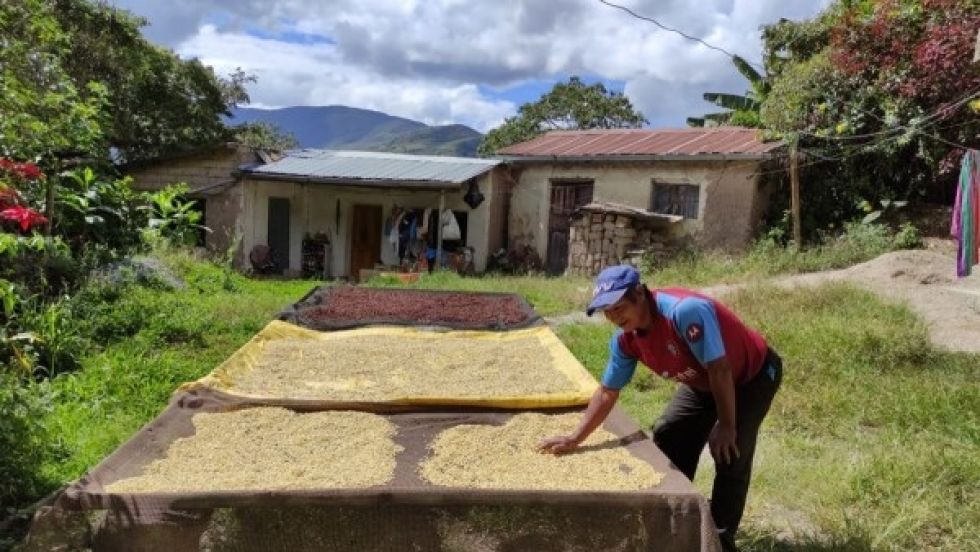 Café boliviano: Sequía afecta hasta un 30% a la producción y cada año se cosecha menos
