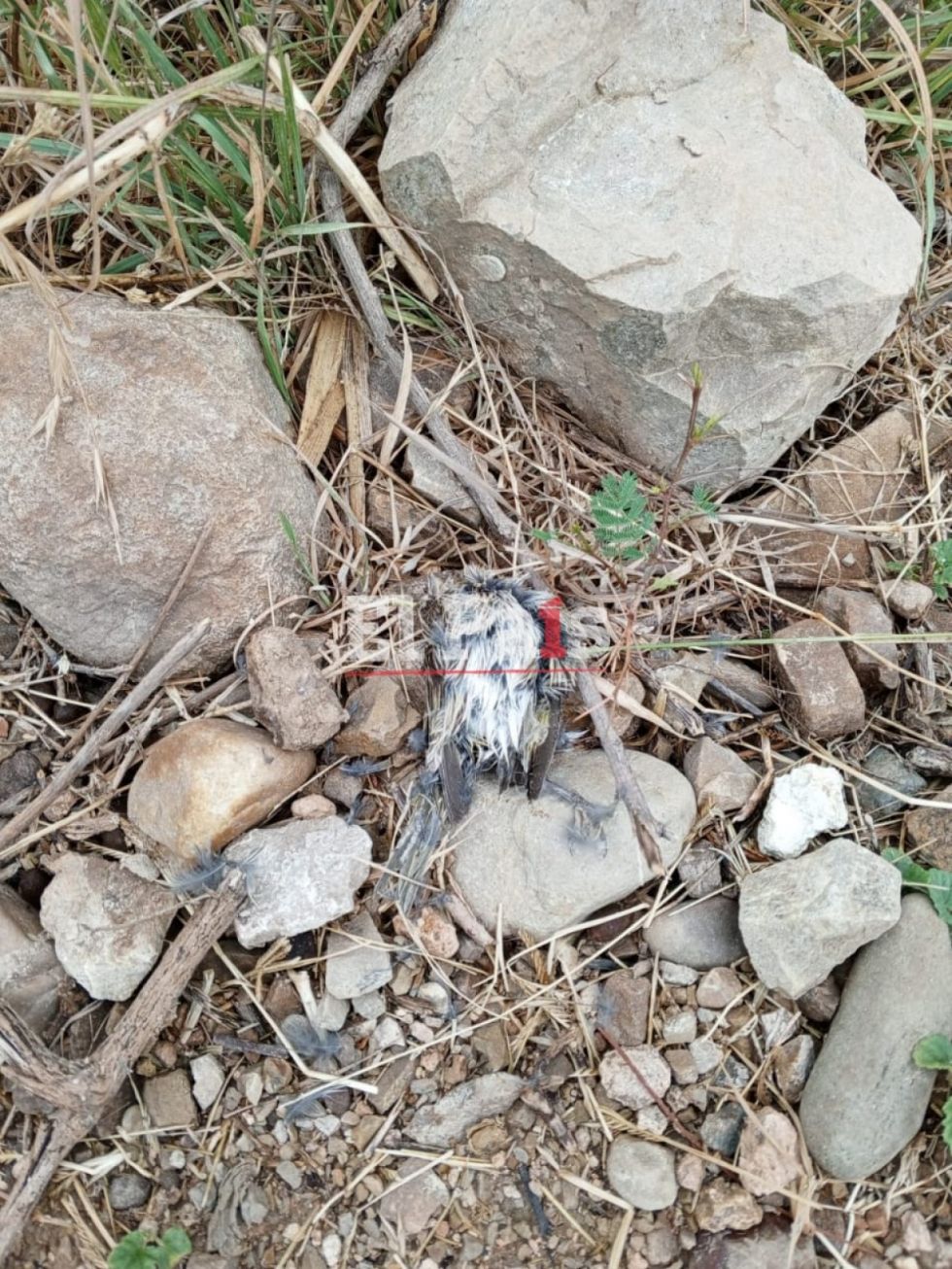 Pájaros muertos en el suelo