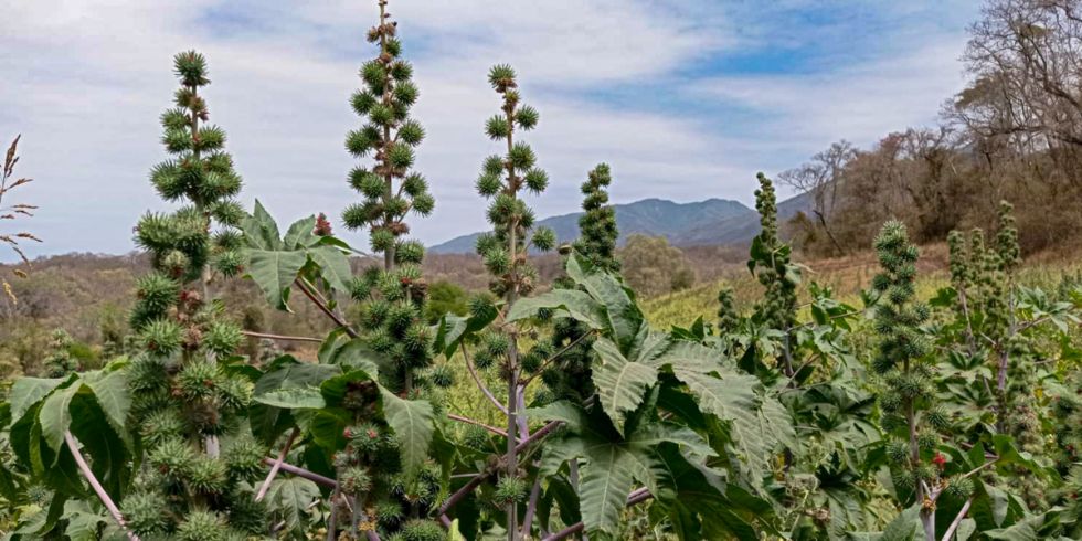 Inician las primeras cosechas de macororó para biodiesel